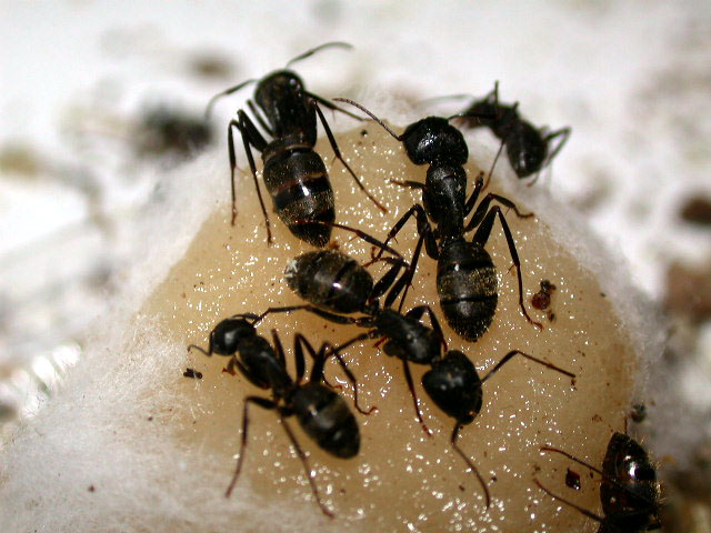 carpenter ants images
