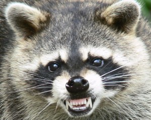 Toronto Raccoons
