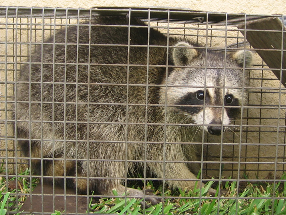 raccoon trapping trap raccoons animal tips traps cage georgia attic control animals wildlife outdoors services removal havahart matter racoon nuisance