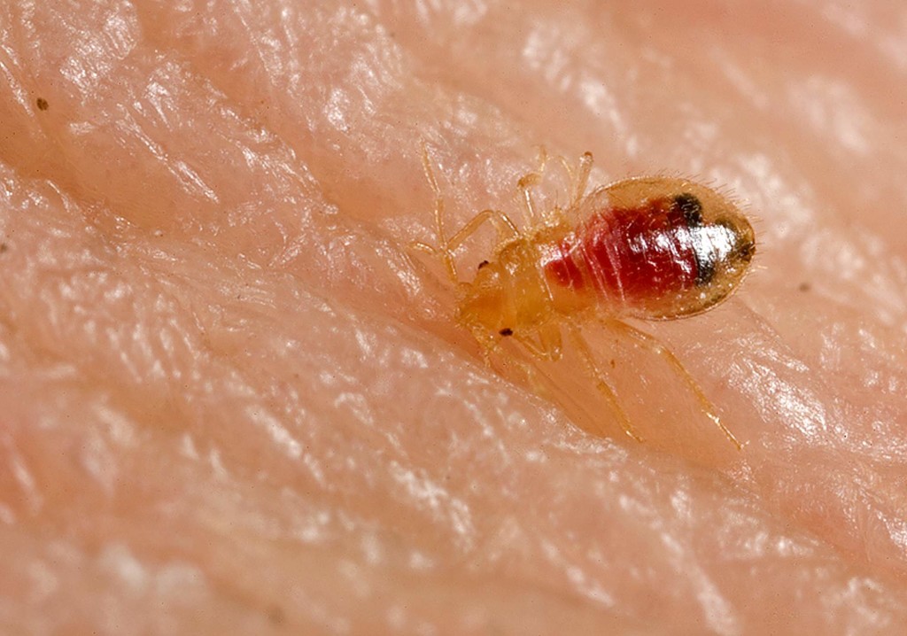 bugs bed household kill common jobs toronto bedbug