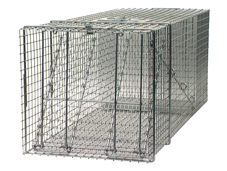 Different Types of Raccoon Traps