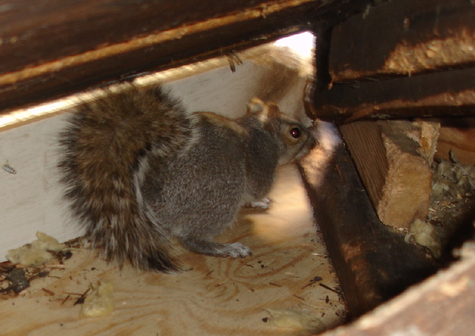 squirrel in attic sound
