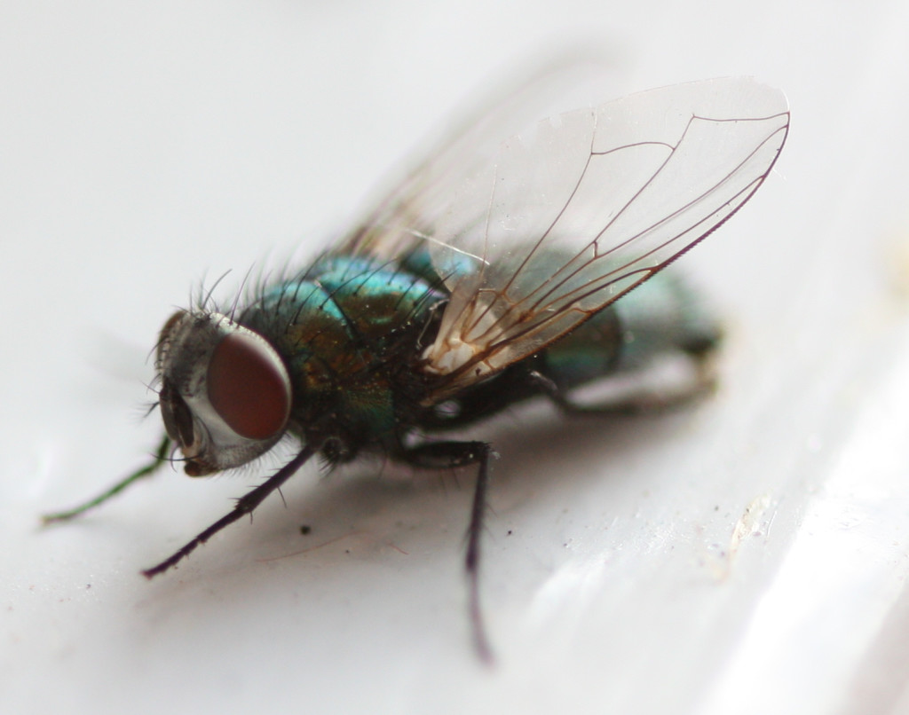 how-to-prevent-flies-from-entering-your-home