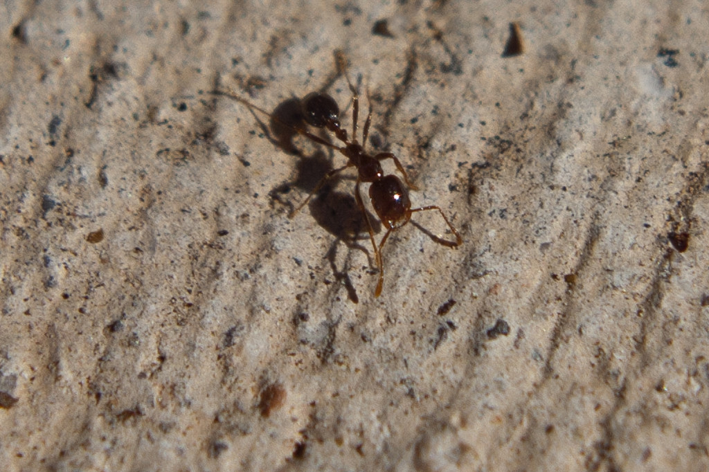 Physical Characteristics of Pavement Ants